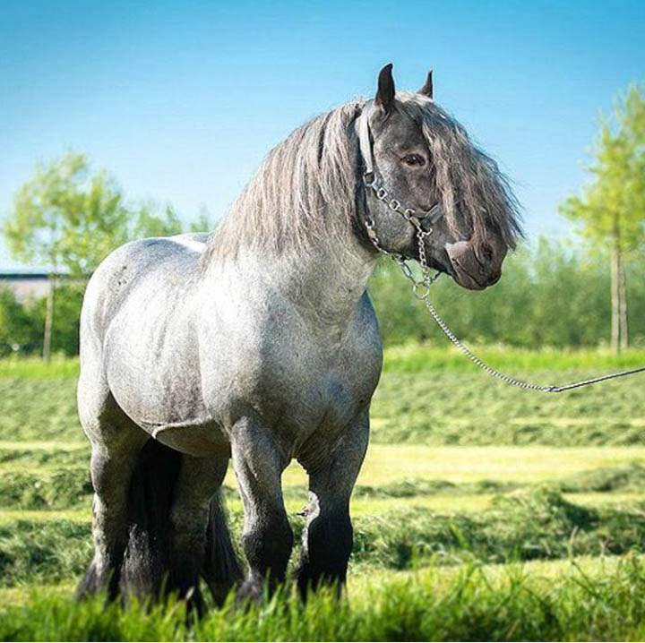 Dutch Draft Horse Price